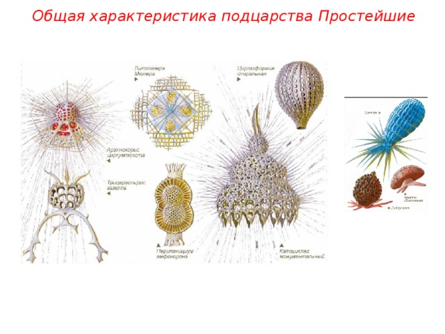 Общая характеристика подцарства Простейшие 