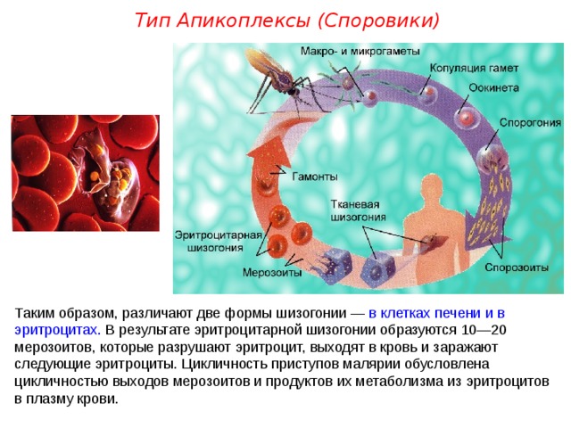 Тип Апикоплексы (Споровики) Таким образом, различают две формы шизогонии — в клетках печени и в эритроцитах. В результате эритроцитарной шизогонии образуются 10—20 мерозоитов, которые разрушают эритроцит, выходят в кровь и заражают следующие эритроциты. Цикличность приступов малярии обусловлена цикличностью выходов мерозоитов и продуктов их метаболизма из эритроцитов в плазму крови.  