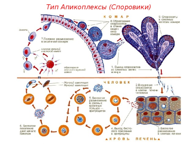 Тип Апикоплексы (Споровики)  