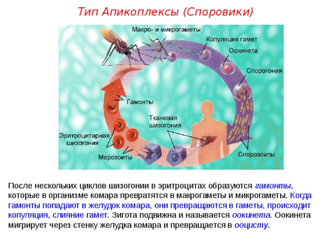 Тип Апикоплексы (Споровики) После нескольких циклов шизогонии в эритроцитах образуются гамонты , которые в организме комара превратятся в макрогаметы и микрогаметы. Когда гамонты попадают в желудок комара, они превращаются в гаметы, происходит копуляция, слияние гамет . Зигота подвижна и называется оокинета . Оокинета мигрирует через стенку желудка комара и превращается в ооцисту .  