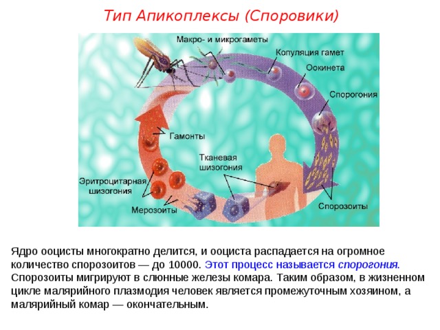 Тип Апикоплексы (Споровики) Ядро ооцисты многократно делится, и ооциста распадается на огромное количество спорозоитов — до 10000. Этот процесс называется спорогония . Спорозоиты мигрируют в слюнные железы комара. Таким образом, в жизненном цикле малярийного плазмодия человек является промежуточным хозяином, а малярийный комар — окончательным.  