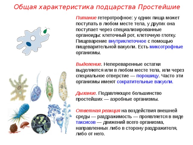 Общая характеристика подцарства Простейшие Питание гетеротрофное: у одних пища может поступать в любом месте тела, у других она поступает через специализированные органоиды: клеточный рот, клеточную глотку. Пищеварение внутриклеточное с помощью пищеварительной вакуоли. Есть миксотрофные организмы.  Выделение . Непереваренные остатки выделяются или в любом месте тела, или через специальное отверстие — порошицу . Часто эти организмы имеют сократительные  вакуоли.  Дыхание . Подавляющее большинство простейших — аэробные организмы.  Ответная реакция на воздействия внешней среды — раздражимость — проявляется в виде таксисов — движений всего организма, направленных либо в сторону раздражителя, либо от него. 