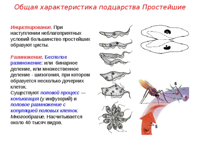 Общая характеристика подцарства Простейшие Инцистирование . При наступлении неблагоприятных условий большинство простейших образуют цисты.  Размножение . Бесполое размножение : или бинарное деление, или множественное деление - шизогония, при котором образуется несколько дочерних клеток. Существуют половой процесс  — конъюгация (у инфузорий) и половое размножение с копуляцией половых клеток. Многообразие . Насчитывается около 40 тысяч видов. 