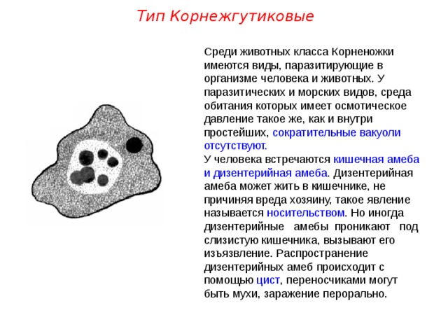 Тип Корнежгутиковые Среди животных класса Корненожки имеются виды, паразитирующие в организме человека и животных. У паразитических и морских видов, среда обитания которых имеет осмотическое давление такое же, как и внутри простейших, сократительные вакуоли отсутствуют. У человека встречаются кишечная амеба и дизентерийная амеба . Дизентерийная амеба может жить в кишечнике, не причиняя вреда хозяину, такое явление называется носительством . Но иногда дизентерийные амебы проникают под слизистую кишечника, вызывают его изъязвление. Распространение дизентерийных амеб происходит с помощью цист , переносчиками могут быть мухи, заражение перорально.  