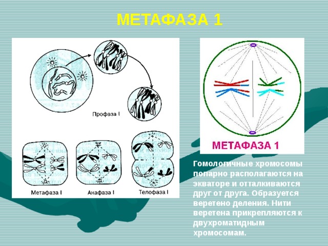 Метафаза 1 мейоза рисунок