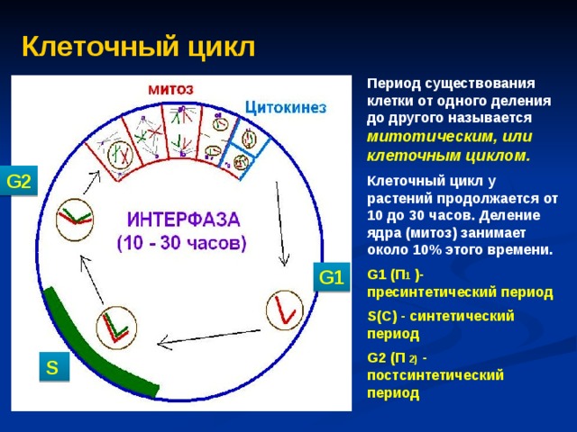 Схема митотического цикла