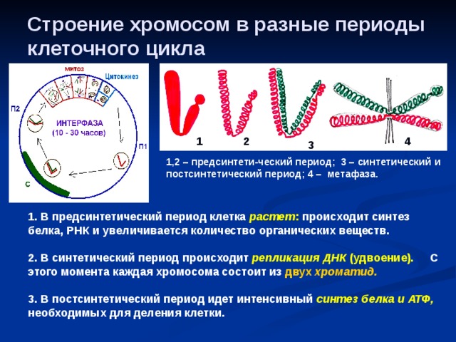 Укажите номер обозначающий на схеме этап на котором происходит выделение наибольшего количества атф