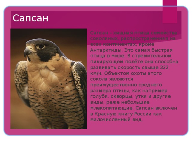 Сапсан  Сапсан - хищная птица семейства соколиных, распространенная на всех континентах, кроме Антарктиды. Это самая быстрая птица в мире. В стремительном пикирующем полёте она способна развивать скорость свыше 322 км/ч. Объектом охоты этого сокола являются преимущественно среднего размера птицы, как например голуби, скворцы, утки и другие виды, реже небольшие млекопитающие. Сапсан включён в Красную книгу России как малочисленный вид. 