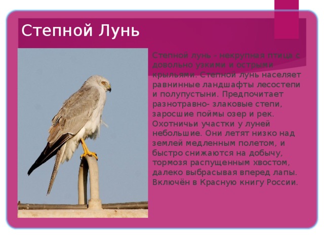 Степной Лунь  Степной лунь - некрупная птица с довольно узкими и острыми крыльями. Степной лунь населяет равнинные ландшафты лесостепи и полупустыни. Предпочитает разнотравно- злаковые степи, заросшие поймы озер и рек. Охотничьи участки у луней небольшие. Они летят низко над землей медленным полетом, и быстро снижаются на добычу, тормозя распущенным хвостом, далеко выбрасывая вперед лапы. Включён в Красную книгу России. 