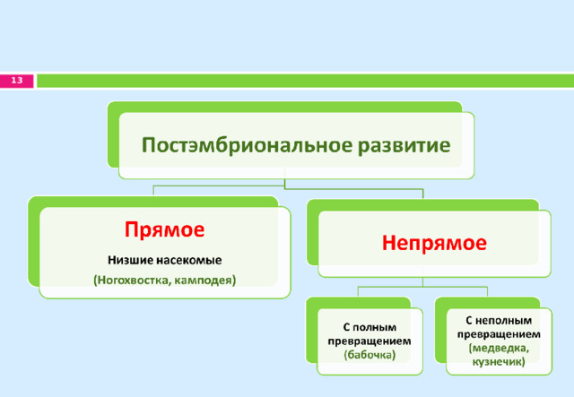 Прямое развитие схема