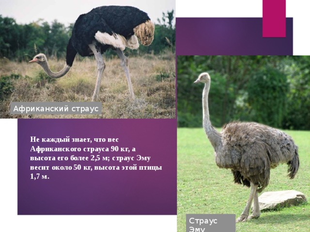 Африканский страус Не каждый знает, что вес Африканского страуса 90 кг, а высота его более 2,5 м; страус Эму весит около 50 кг, высота этой птицы 1,7 м. Страус Эму 