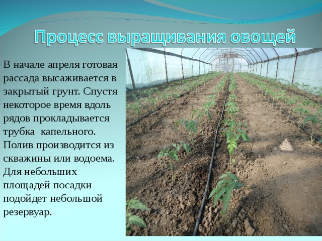 В начале апреля готовая рассада высаживается в закрытый грунт. Спустя некоторое время вдоль рядов прокладывается трубка капельного. Полив производится из скважины или водоема. Для небольших площадей посадки подойдет небольшой резервуар. 