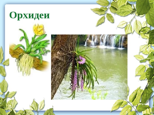 Дыхательные корни примеры растений названия