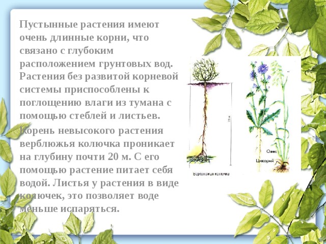 Длинные корни какая природная зона. Растения с длинными корнями. Самый длинный корень у растения. Растения с глубокой корневой системой. Растения накапливают воду в стеблях и листьях имеют длинные корни.