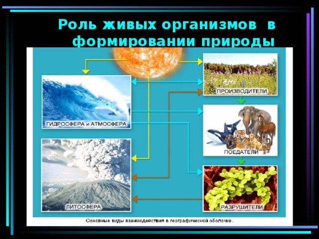 Роль живых организмов в биосфере схема