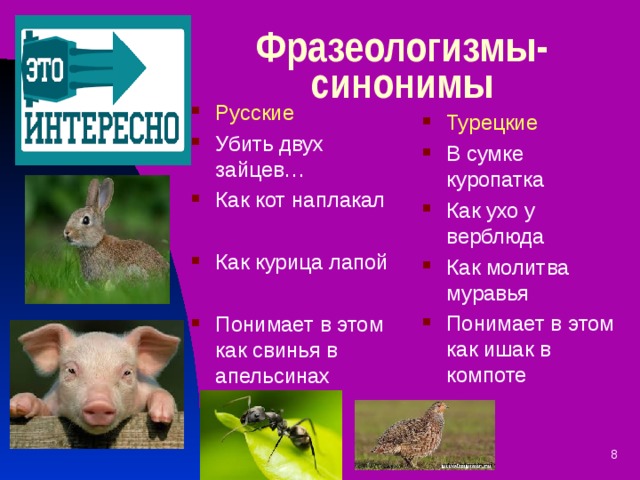 Питомцы синоним. Фразеологизмы со словом свинья. Синоним к слову свинья. Фразеологизмы про зайца.