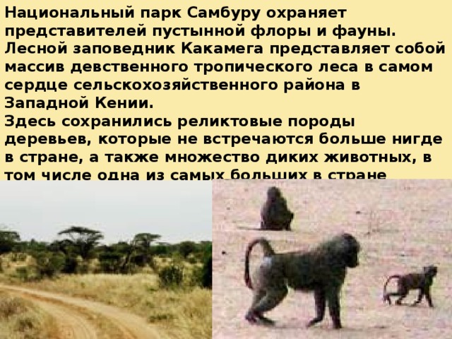 Национальные парки африки проект