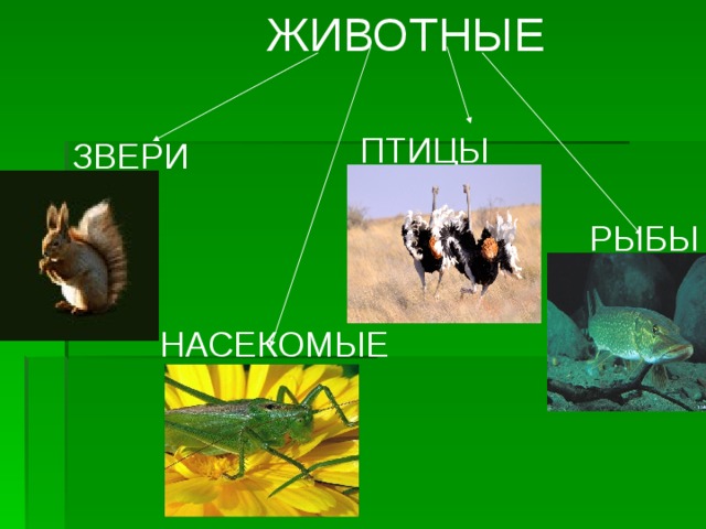 Звери птицы рыбы насекомые. Буклет в защиту рыб зверей.