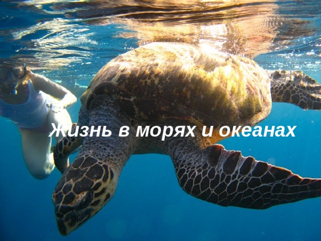 Эпиграф к уроку: Ни разу не был я на океане.  Мне даже не представить никогда,  Что на каком - то там меридиане  От полюса до полюса вода.   П.Богданов  Жизнь в морях и океанах