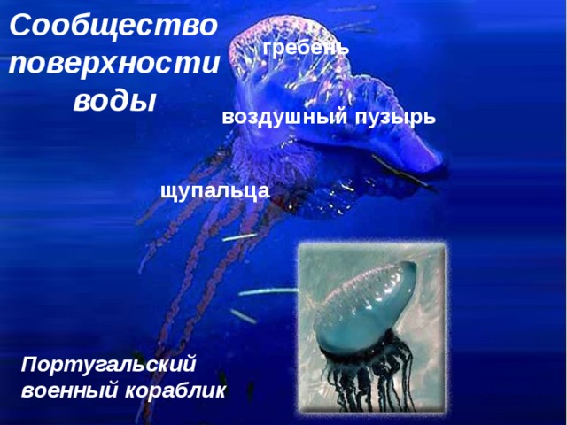 Сообщество поверхности воды гребень воздушный пузырь щупальца Португальский военный кораблик