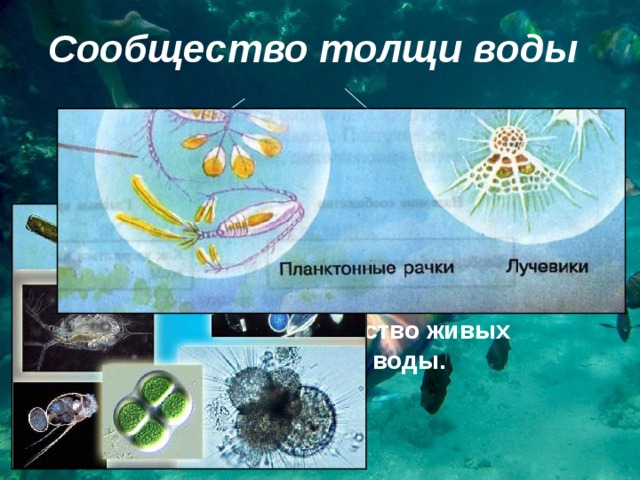Сообщество толщи воды планктон активно плавающие организмы Что такое планктон? Планктон  – это всё множество живых существ, парящих в толще воды.