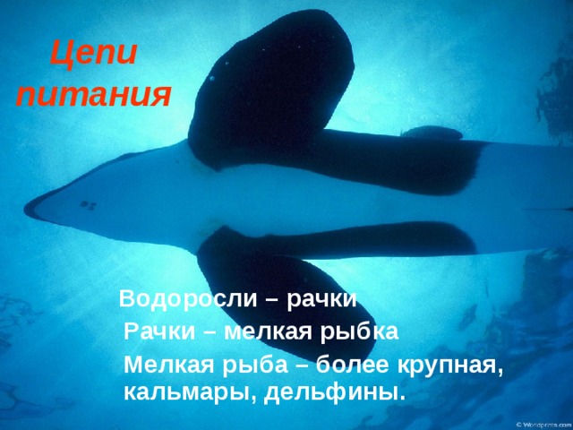 Цепи питания  Водоросли – рачки  Рачки – мелкая рыбка  Мелкая рыба – более крупная, кальмары, дельфины.