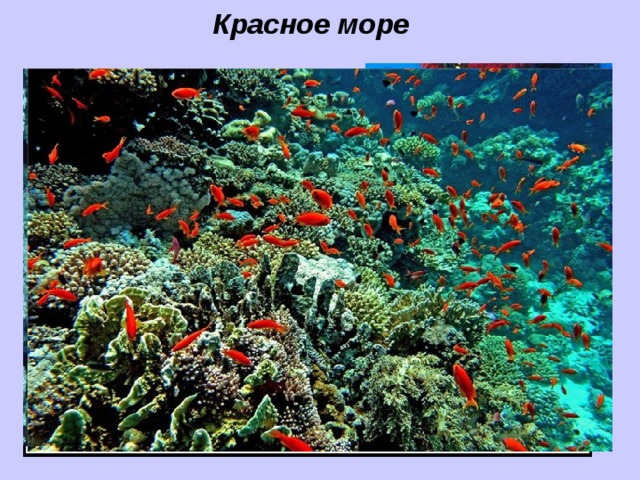Красное море