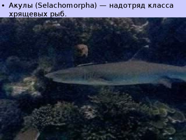 Акулы (Selachomorpha) — надотряд класса хрящевых рыб.