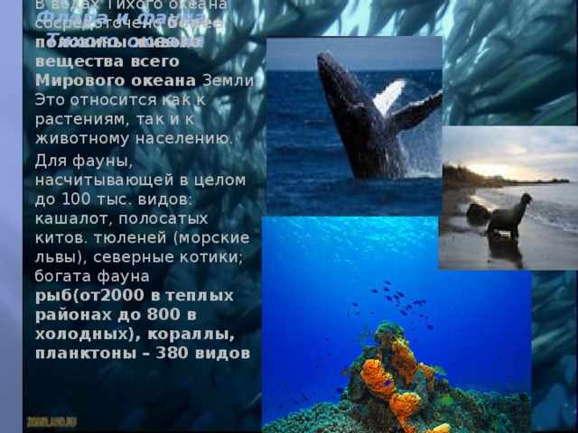 Флора и фауна  Тихого океана В водах Тихого океана сосредоточено более половины живого вещества всего Мирового океана Земли. Это относится как к растениям, так и к животному населению. Для фауны, насчитывающей в целом до 100 тыс. видов: кашалот, полосатых китов. тюленей (морские львы), северные котики; богата фауна рыб(от2000 в теплых районах до 800 в холодных), кораллы, планктоны – 380 видов