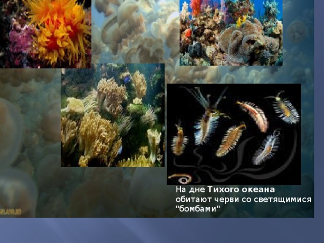На дне Тихого  океана обитают черви со светящимися 