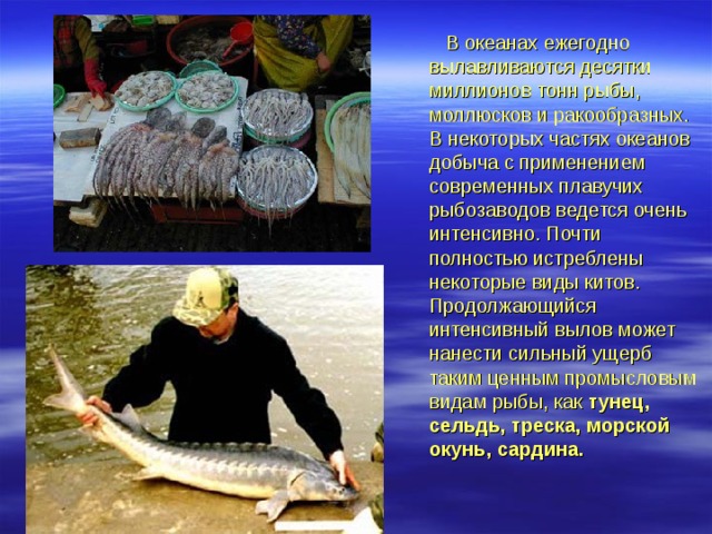 В океанах ежегодно вылавливаются десятки миллионов тонн рыбы, моллюсков и ракообразных. В некоторых частях океанов добыча с применением современных плавучих рыбозаводов ведется очень интенсивно. Почти полностью истреблены некоторые виды китов. Продолжающийся интенсивный вылов может нанести сильный ущерб таким ценным промысловым видам рыбы, как тунец, сельдь, треска, морской окунь, сардина.
