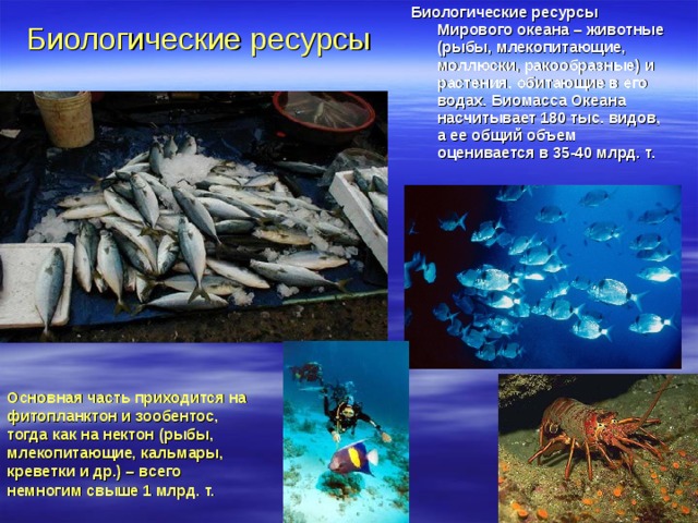 Биологические ресурсы Мирового океана – животные (рыбы, млекопитающие, моллюски, ракообразные) и растения, обитающие в его водах. Биомасса Океана насчитывает 180 тыс. видов, а ее общий объем оценивается в 35-40 млрд. т. Биологические ресурсы Основная часть приходится на фитопланктон и зообентос, тогда как на нектон (рыбы, млекопитающие, кальмары, креветки и др.) – всего немногим свыше 1 млрд. т.