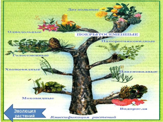 Эволюция  растений