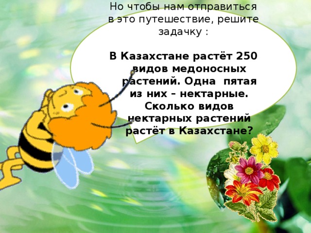 Но чтобы нам отправиться в это путешествие, решите задачку : В Казахстане растёт 250 видов медоносных растений. Одна пятая из них – нектарные. Сколько видов нектарных растений растёт в Казахстане? 