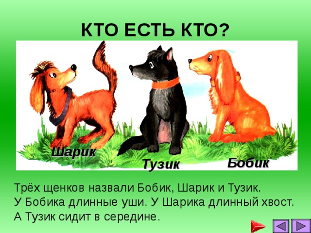 КТО ЕСТЬ КТО? Шарик Бобик Тузик Трёх щенков назвали Бобик, Шарик и Тузик. У Бобика длинные уши. У Шарика длинный хвост. А Тузик сидит в середине.