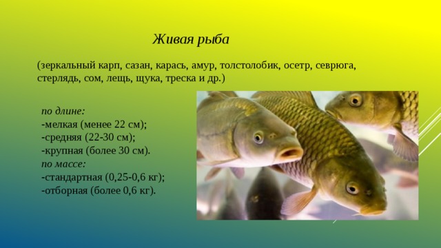 Живая рыба (зеркальный карп, сазан, карась, амур, толстолобик, осетр, севрюга, стерлядь, сом, лещь, щука, треска и др.) по длине: -мелкая (менее 22 см); -средняя (22-30 см); -крупная (более 30 см). по массе: -стандартная (0,25-0,6 кг); -отборная (более 0,6 кг). 