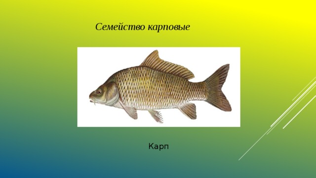 Семейство карповые Карп 