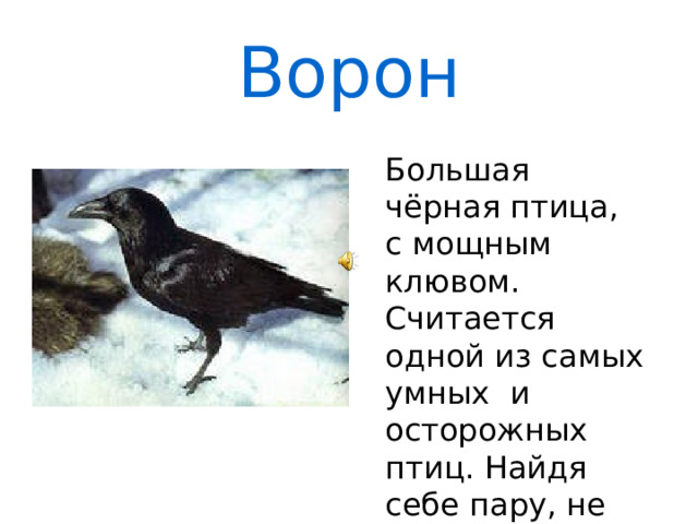 Ворон Большая чёрная птица, с мощным клювом. Считается одной из самых умных и осторожных птиц. Найдя себе пару, не разлучается с ней многие годы. 