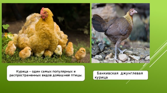 Курица – один самых популярных и распространенных видов домашней птицы.  Банкивская джунглевая курица 