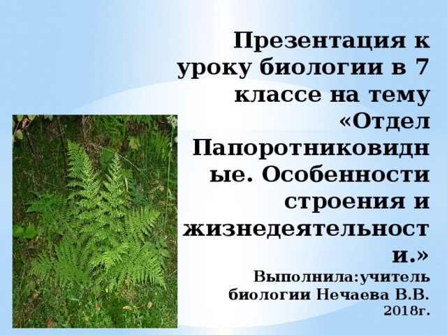 Характерные особенности папоротниковидных растений