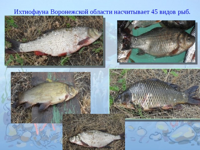Ихтиофауна Воронежской области насчитывает 45 видов рыб. 
