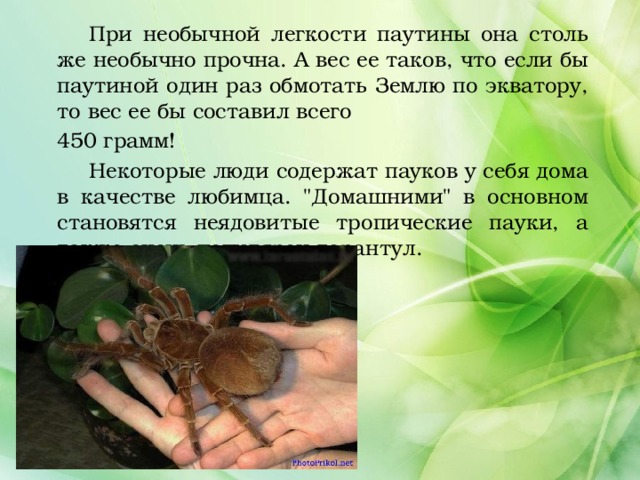  При необычной легкости паутины она столь же необычно прочна. А вес ее таков, что если бы паутиной один раз обмотать Землю по экватору, то вес ее бы составил всего 450 грамм!  Некоторые люди содержат пауков у себя дома в качестве любимца. 