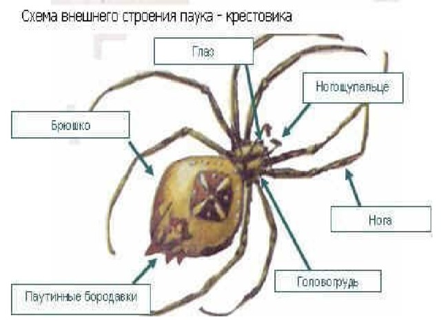 Схема внешнего строения паука