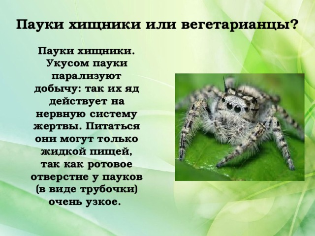 Пауки хищники или вегетарианцы? Пауки хищники. Укусом пауки парализуют добычу: так их яд действует на нервную систему жертвы. Питаться они могут только жидкой пищей, так как ротовое отверстие у пауков (в виде трубочки) очень узкое. 