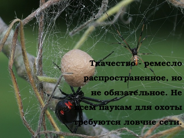 . Ткачество - ремесло распространенное, но не обязательное. Не всем паукам для охоты требуются ловчие сети.   