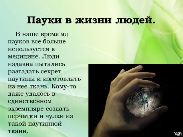 Пауки в жизни людей.  В наше время яд пауков все больше используется в медицине. Люди издавна пытались разгадать секрет паутины и изготовлять из нее ткань. Кому-то даже удалось в единственном экземпляре создать перчатки и чулки из такой паутинной ткани. 
