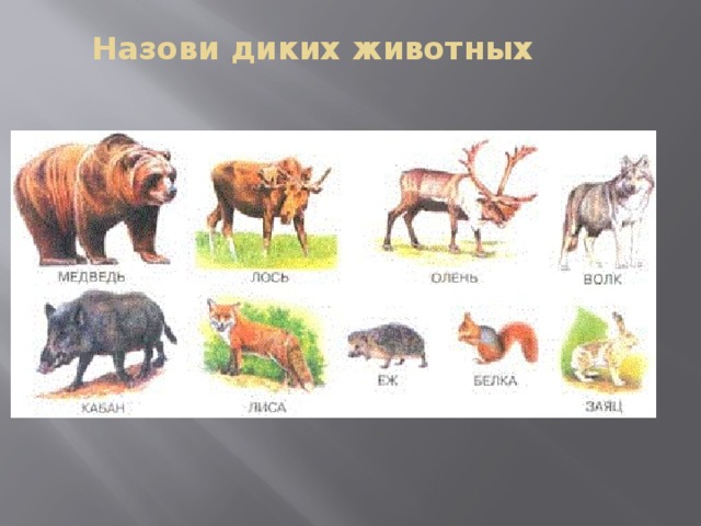 Назови диких животных 