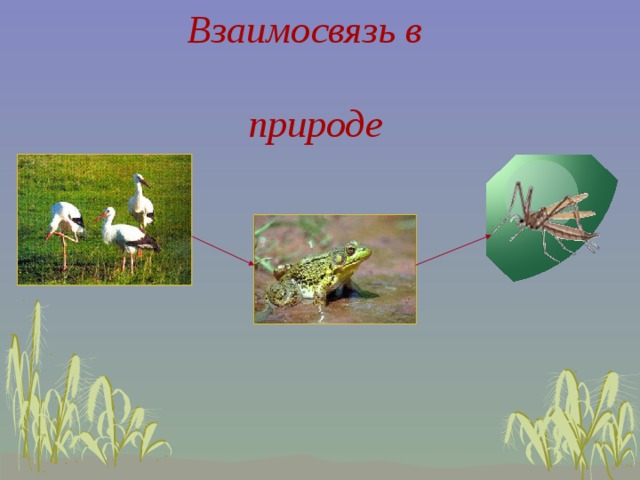 Соотношение растений и животных на суше. Взаимосвязи в природе. Взаимосвязи в природе для дошкольников. Взаимосвязь в природе задания. Группы связей в природе.