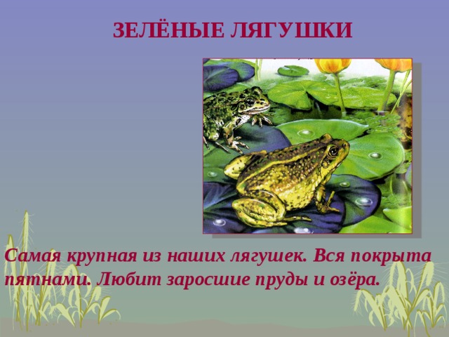 Презентация на тему лягушка и жаба