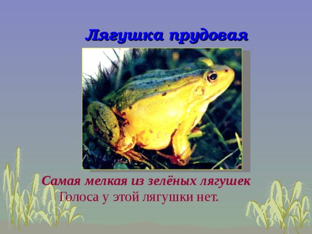 Проект лягушки и жабы